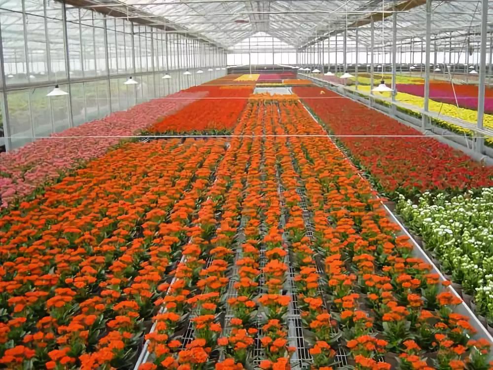 花卉品种申报，培育、申报与推广的重要篇章