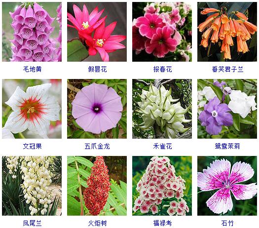 探索2016年花卉品种的世界