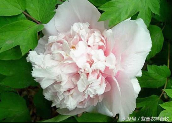 北京地区苗木花卉品种丰富多样