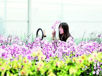 注册花卉新品种，探索与创新的园艺之旅