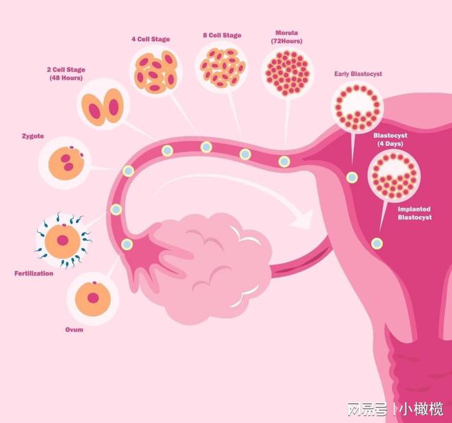是不是取卵少质量就好，卵子数量与质量的关系探讨
